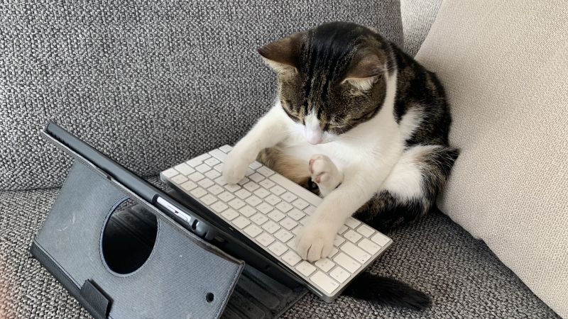 cat–proof-coding